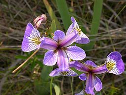 Iris purple flower detailed photo