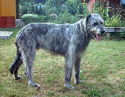 Irischer-wolfshund-2001-3.jpg