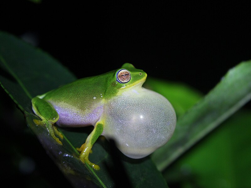 File:Jayaram's Bush Frog-Raorchestes jayarami-Vijay Karthick.jpg