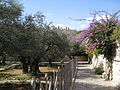 Jerusalem Garden of Gethsemane (2543217782).jpg