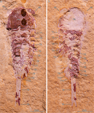 <span class="mw-page-title-main">Jianshania</span> Extinct genus of arthropods