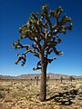 Joshua tree (Yucca brevifolia )