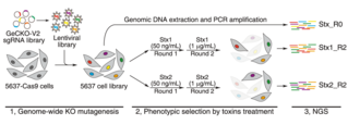 An example of a CRISPR loss-of-function screen Journal.pbio.2006951.g001-B.png