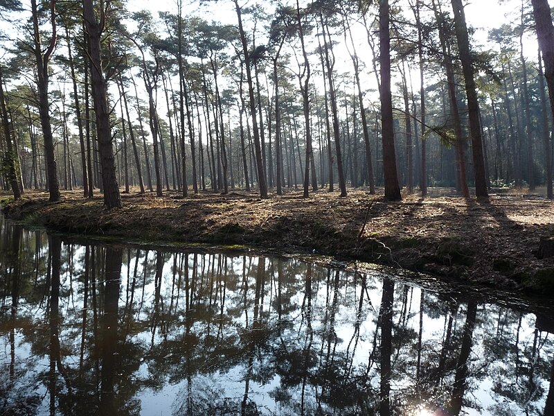 File:Kapellen natuur 2.JPG