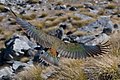 Kea lidojumā