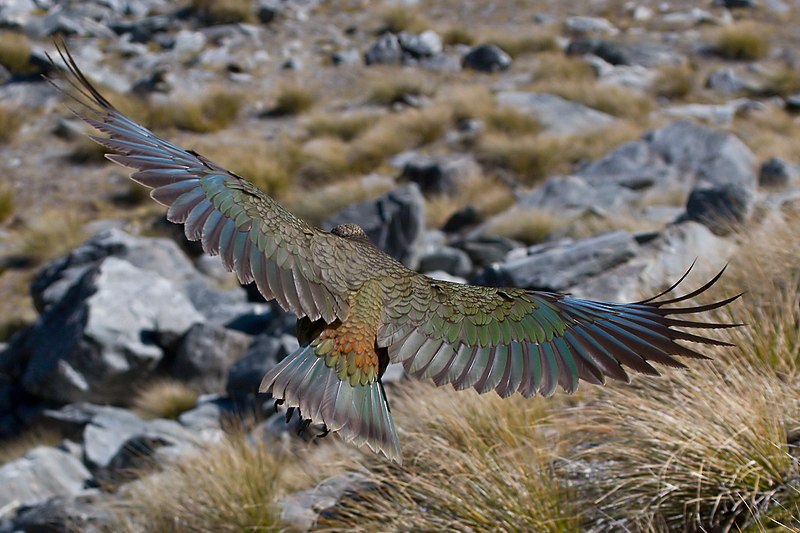 kea parrot