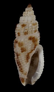 <i>Kermia felina</i> Species of gastropod