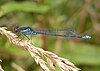 List Of Odonata Species Of Slovenia