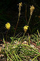 Kniphofia 'Primrose Beauty'