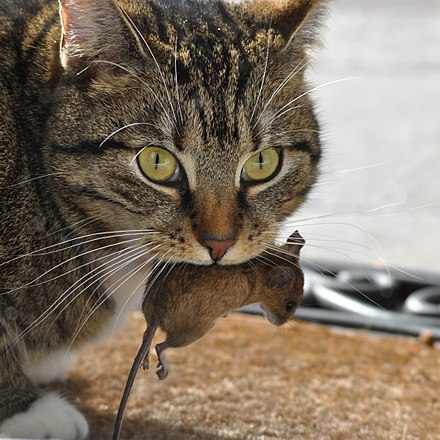 Котики мышки. Кот Крысолов. Кот с мышью в зубах. Кот поймал мышь. Кот ест мышь.