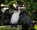 * Nomination Little pied cormorant (Phalacrocorax melanoleucos) with open wings --Tuxyso 12:00, 24 July 2014 (UTC) * Promotion  Support Composition (more space at left) and DOF could be better, but QI for me. Nice head and body of the bird. Vivid color--Lmbuga 16:12, 24 July 2014 (UTC)