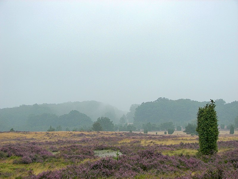 File:Lüneburger Heide 072.jpg