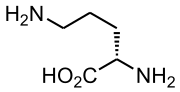 Thumbnail for Ornithine aminotransferase deficiency