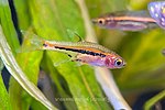 Thumbnail for Least rasbora