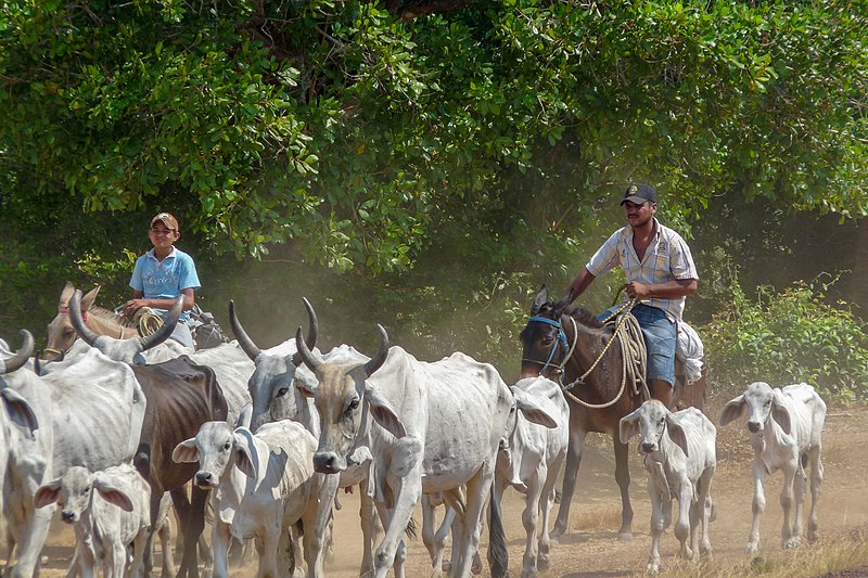 File:LLaneros en Apure, Venezuela.jpg