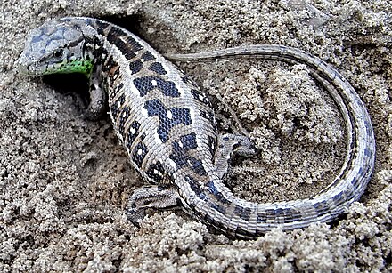 Яйцо ящера. Прыткая ящерица Lacerta Agilis. Ящерица прыткая Волгоградской области. Яйца прыткой ящерицы. Ящерица прыткая Астраханская область.