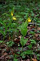 Cypripedium parviflorum var. pubescens USA - Pennsylvania