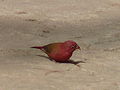 Senegalamarant Red-billed Firefinch male