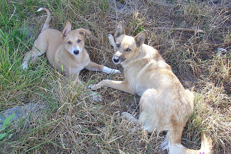 File:Laika y el hijo del Nei - panoramio.jpg