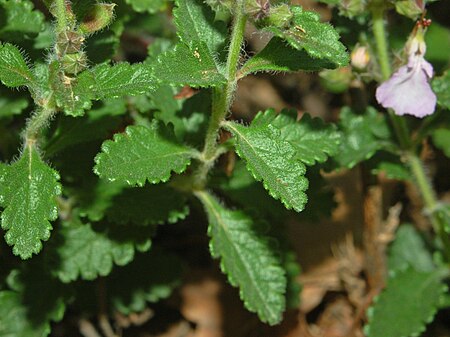 Lamiaceae - Teucrium chamaedrys.JPG