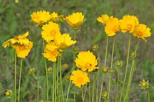 Lance-leaved Coreopsis (Coreopsis lanceolata), photographed on 12 May 2020, Hardin County, Texas, USA, by William L. Farr.jpg