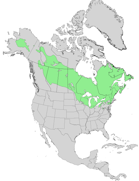 File:Larix laricina range map 0.png