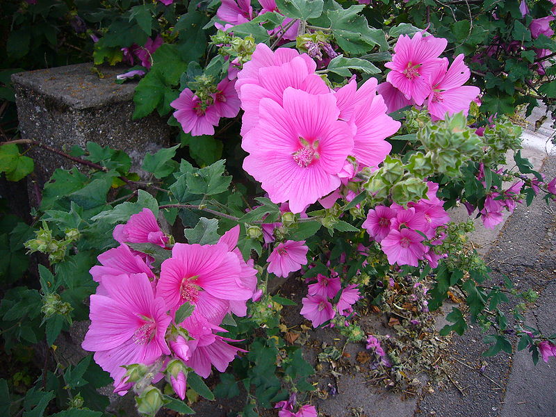 File:Lavatera thuringiaca (P1080402).jpg