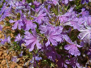 <i>Lechenaultia magnifica</i> Species of flowering plant