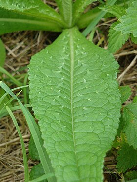 I dont know what plant this is