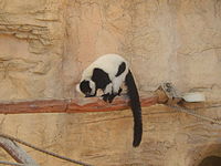 Lemur at the San Antonio Zoo Lemur at San Antonio Zoo (2014) DSCN0654.JPG