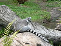 Lemur catta1.jpg
