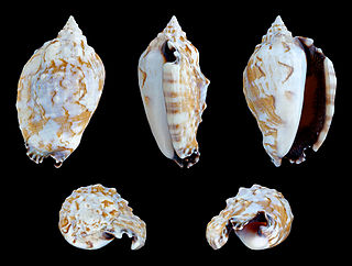 <i>Lentigo pipus</i> Snail species