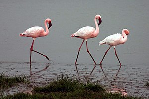 Lesser-flamingos.jpg