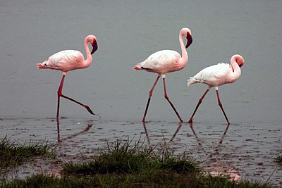 Foto van een Kleine Flamingo