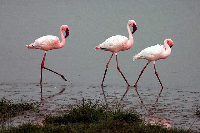 Lesser Flamingos in the Ngorongoro Crater, Tanzania. The pink colour of wild flamingos is due to astaxanthin (a carotenoid) they absorb from their die