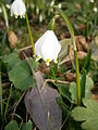 Leucojum vernum close-up