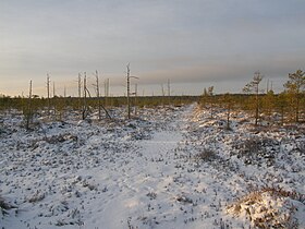 Болото Лиелсалас зимой 2008 года