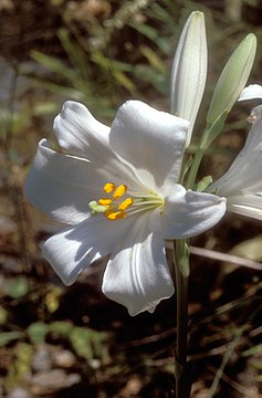 Bijeli, Gospin ili Marijin ljiljan (Lilium candidum )