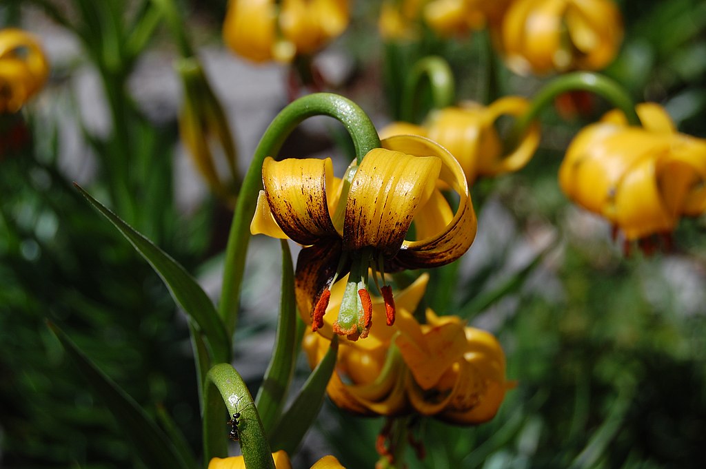 1024px-Lilium_bosniacum_-_Bl%C3%BCte.JPG