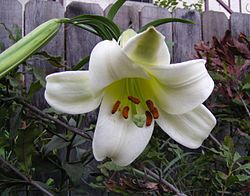 Lilium puerense (1). 
 jpg