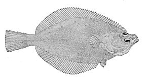 Descrierea imaginii Limanda proboscidea.jpg.