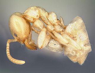 <i>Linepithema flavescens</i> species of insect