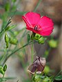 Linum grandiflorum, Len wielkokwiatowy, 2016-07-23