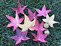 Thumbnail for File:Liquidambar Leaves and Seedpods in Autumn.jpg