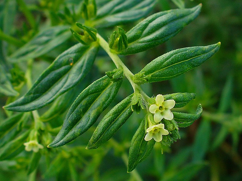 File:Lithospermum officinale 002.JPG