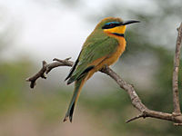 Bee-eater,Little Merops pusillus