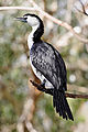 Little Pied Cormorant - melbourne zoo.jpg