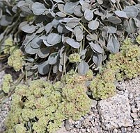 Lobbs buckwheat (Eriogonum lobbii) green-flowered plant