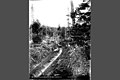 Logs being hauled along skid road by donkey engine, unidentified logging operation, Washington, 1906 (KINSEY 2818).jpeg