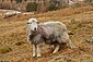 Distrito de Lone Lake Herdwick.jpg